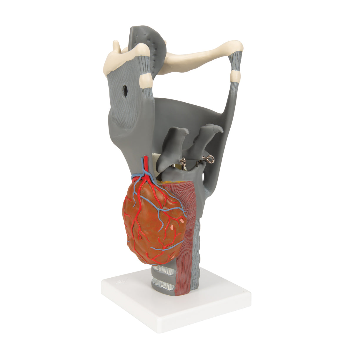 Functional Larynx Model, 2.5 times Full-Size