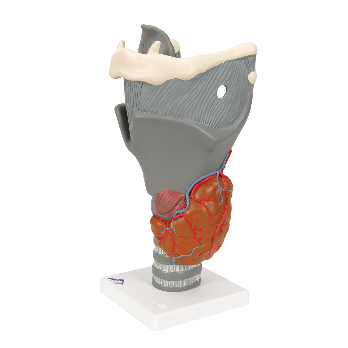 Functional Larynx Model, 2.5 times Full-Size