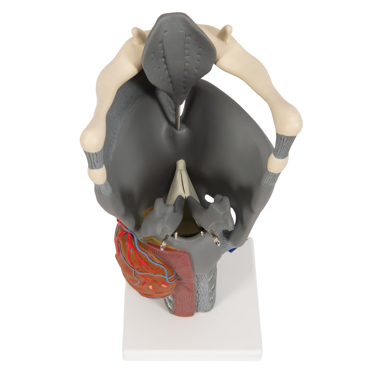 Functional Larynx Model, 2.5 times Full-Size