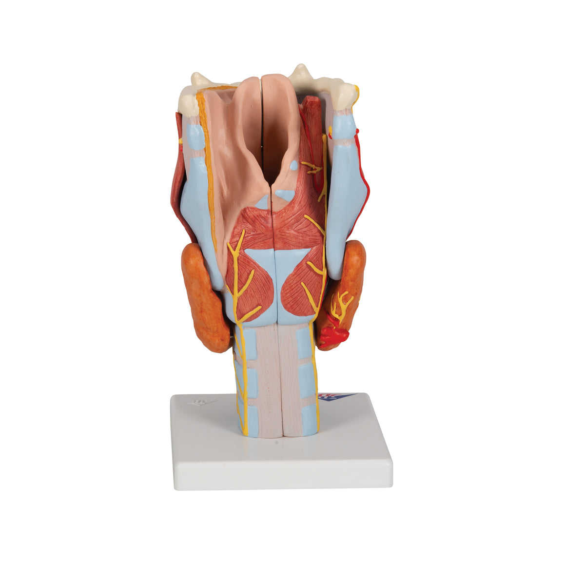 Human Larynx Model, 2 times Full-Size, 7 parts - 3B Scientific G21, view 10
