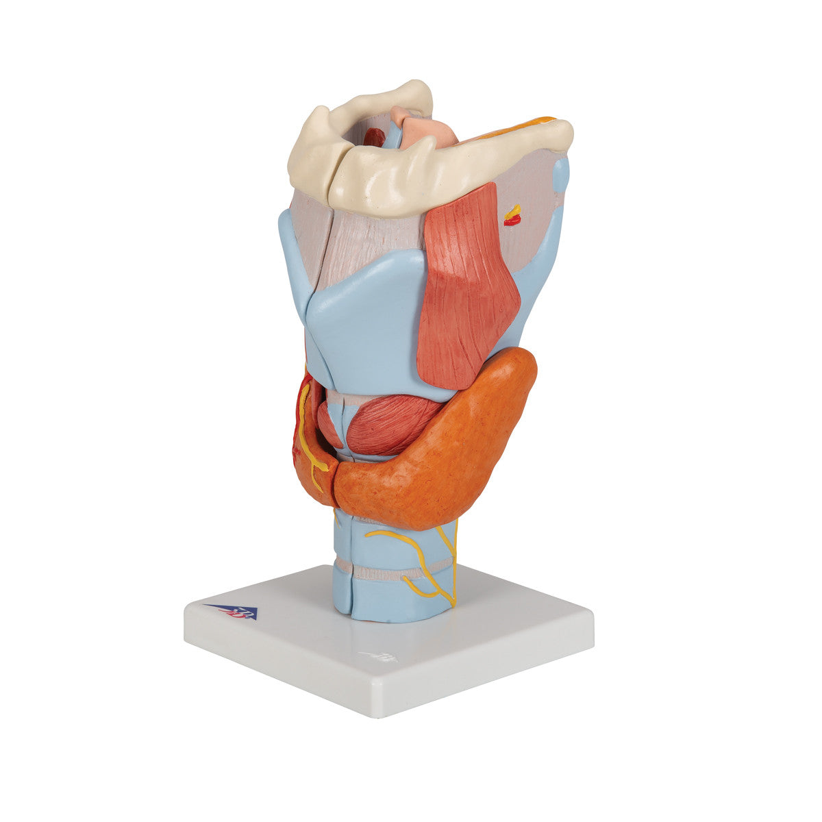 Larynx, 7-parts | 3B Scientific G21