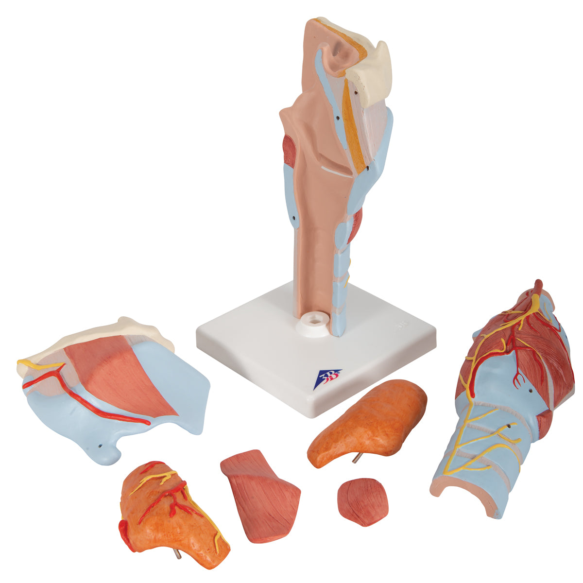 Human Larynx Model, 2 times Full-Size, 7 parts - 3B Scientific G21, view 12