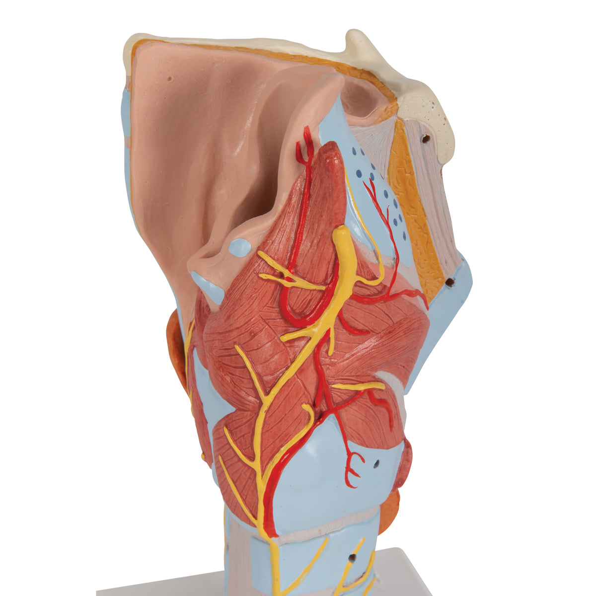 Human Larynx Model, 2 times Full-Size, 7 parts - 3B Scientific G21, view 14