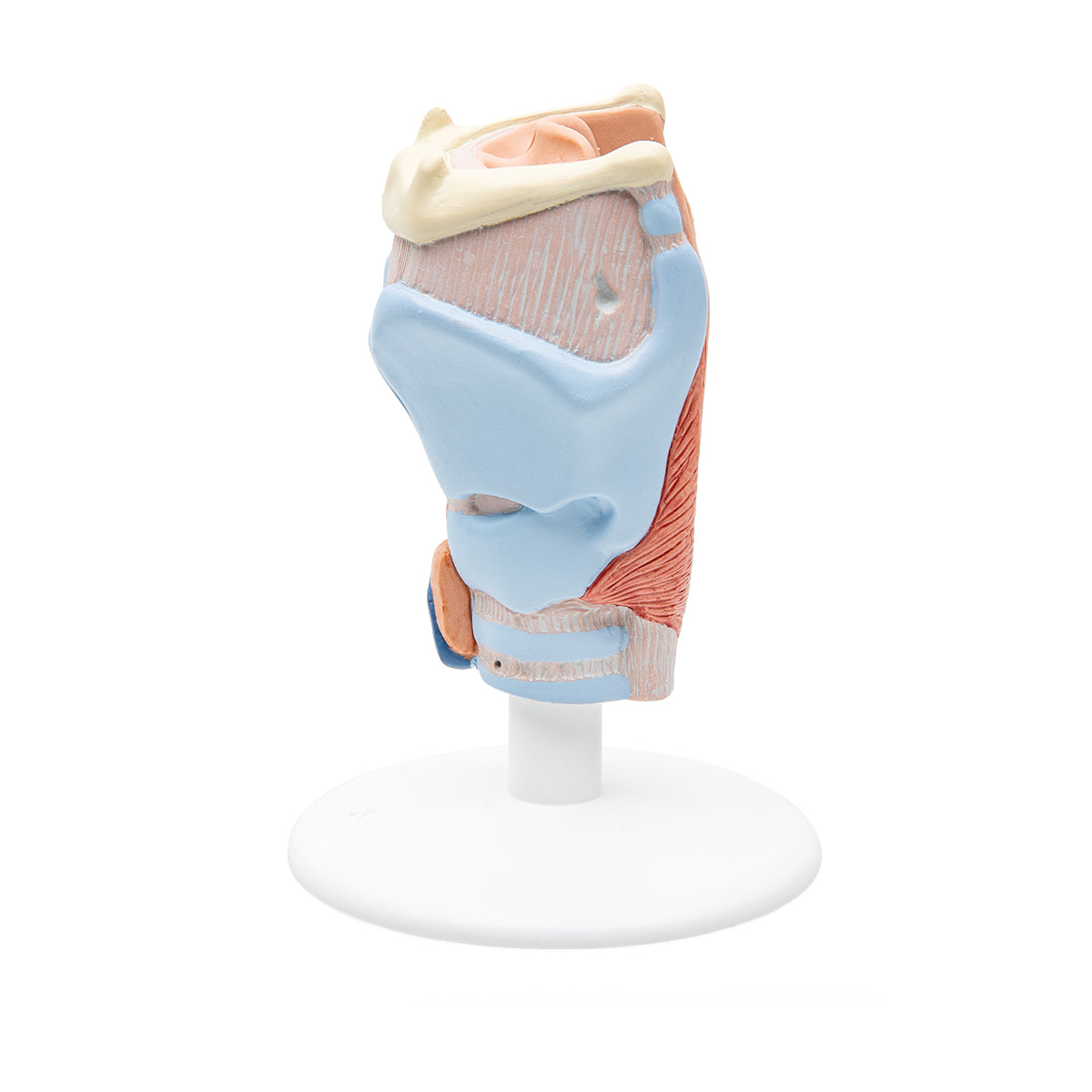 Human Larynx Model, 2 part - 3B Scientific G22, view 4