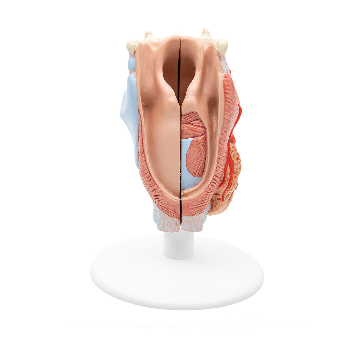 Human Larynx Model, 2 part - 3B Scientific G22, view 5