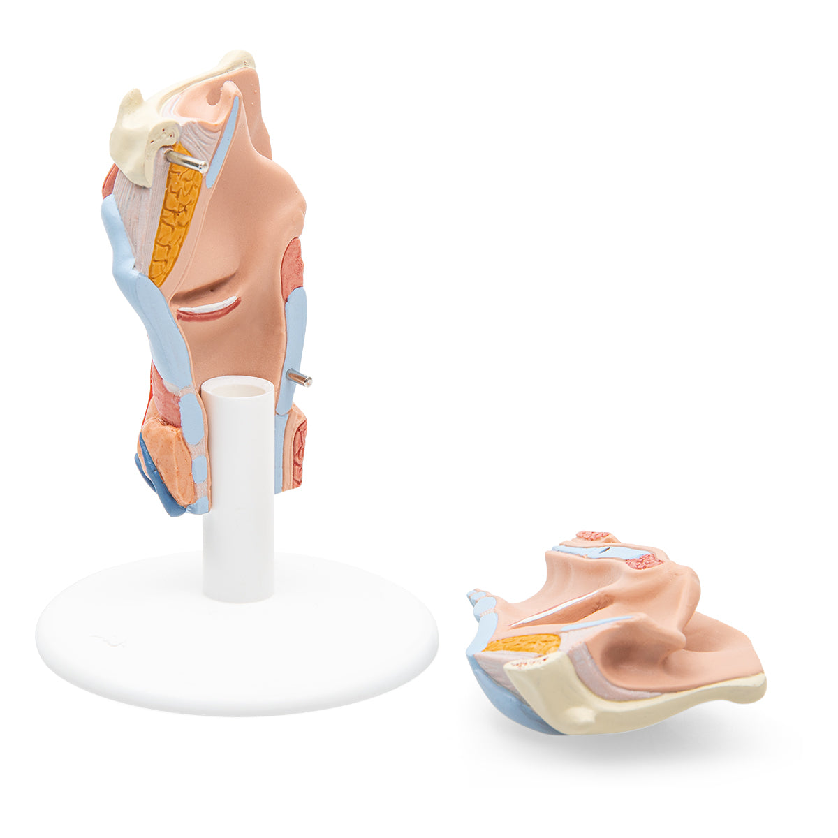 Human Larynx Model, 2 part - 3B Scientific G22, view 6