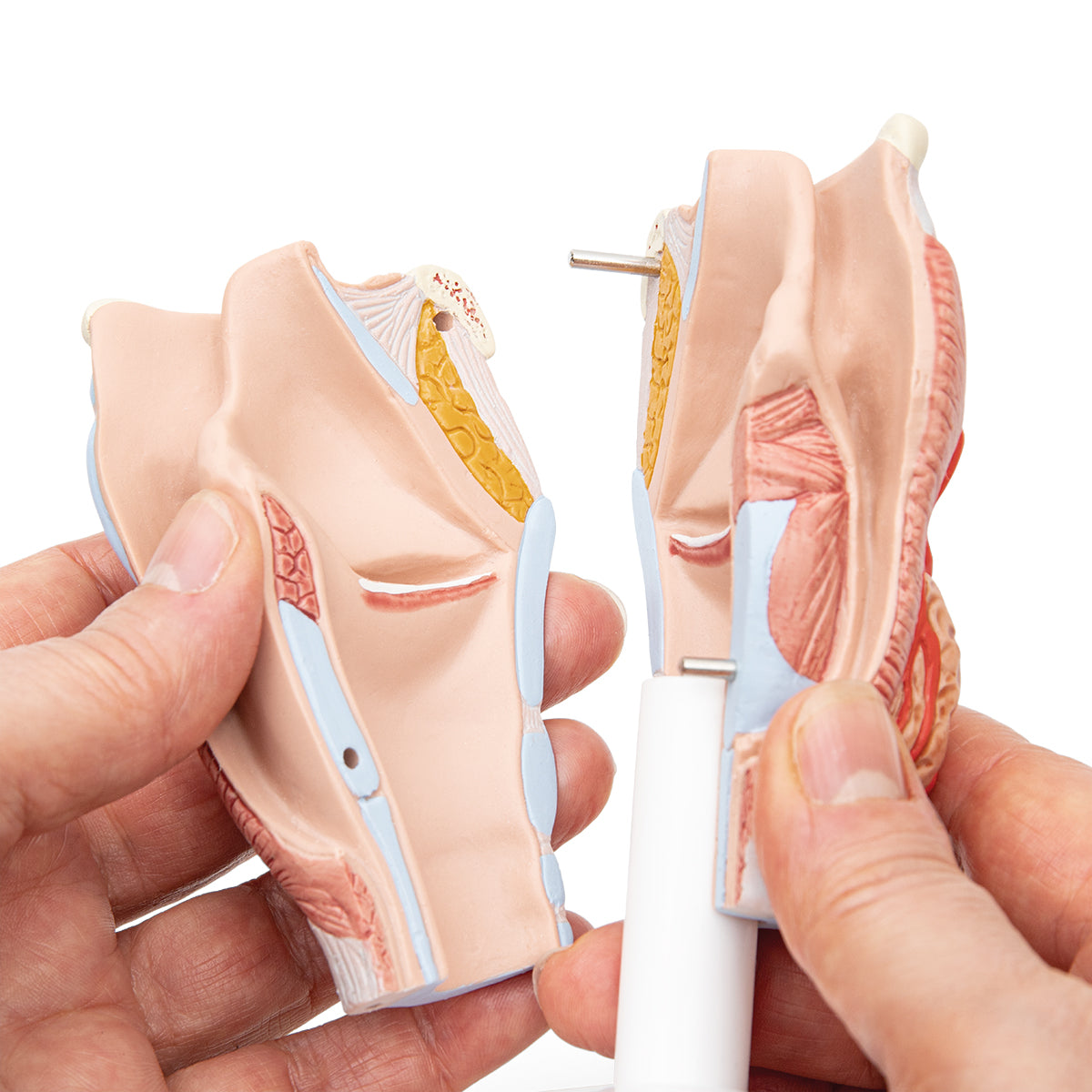Human Larynx Model, 2 part - 3B Scientific G22, view 7