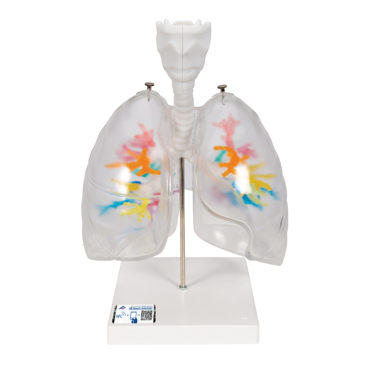Bronchial Tree with Lungs