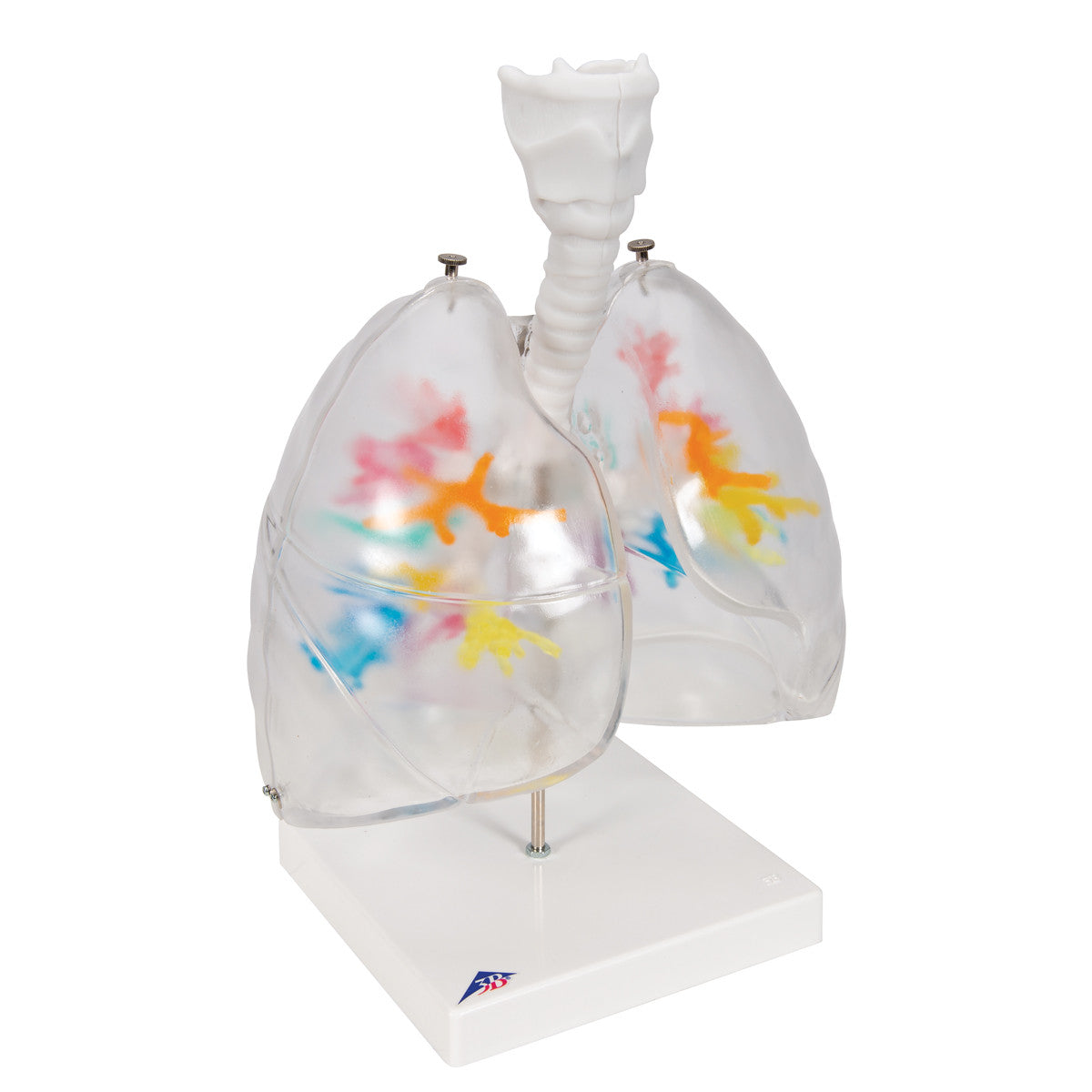 Bronchial Tree with Lungs