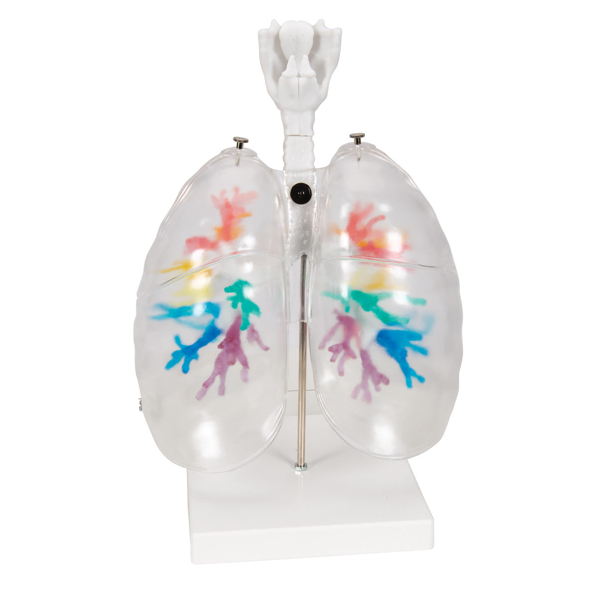 Bronchial Tree with Lungs