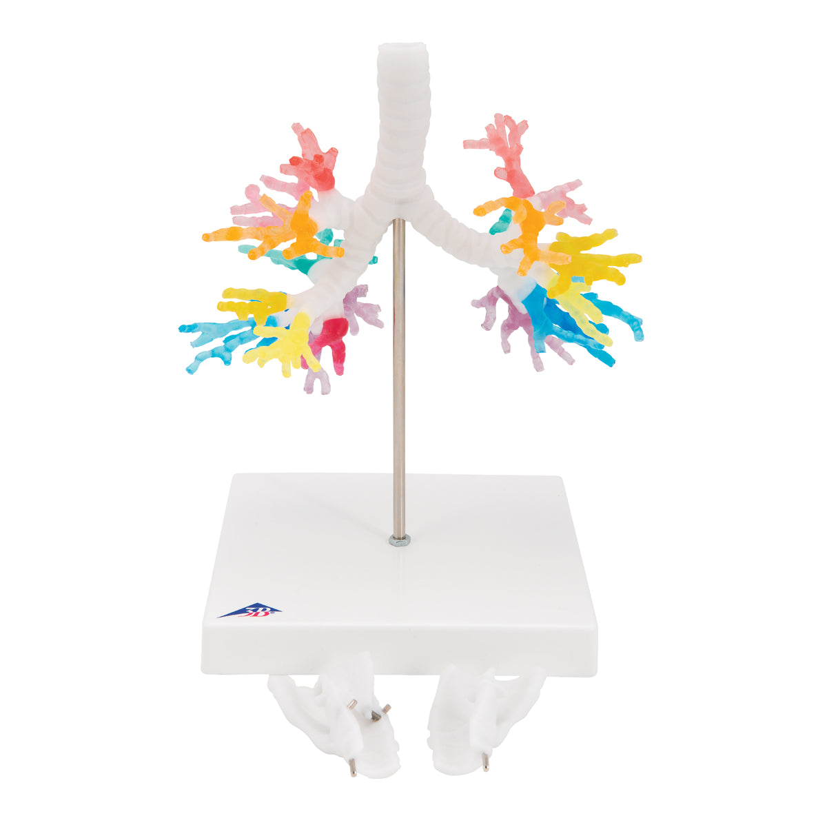 CT Bronchial Tree Model with Larynx - 3B Scientific G23, view 6