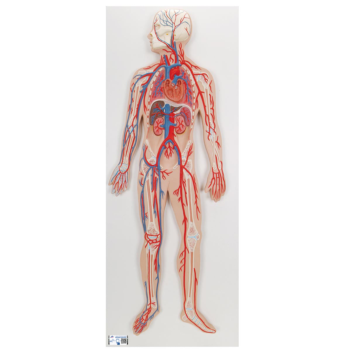 Human Circulatory System Model - 3B Scientific G30, view 2