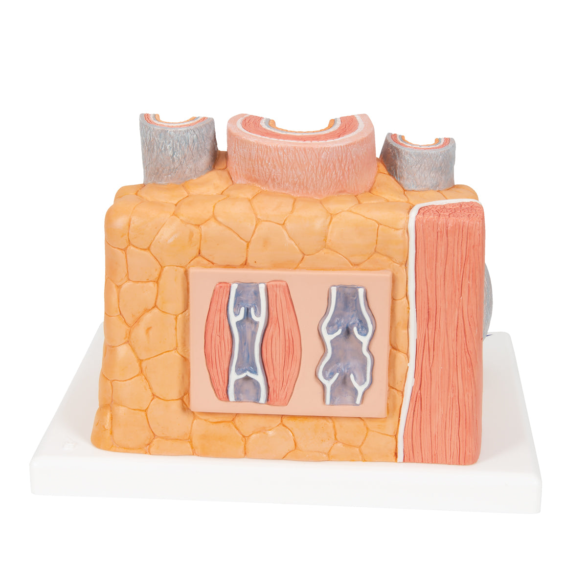 3B MICROanatomy Artery & Vein Model, 14 times Enlarged - 3B Scientific G42, view 3
