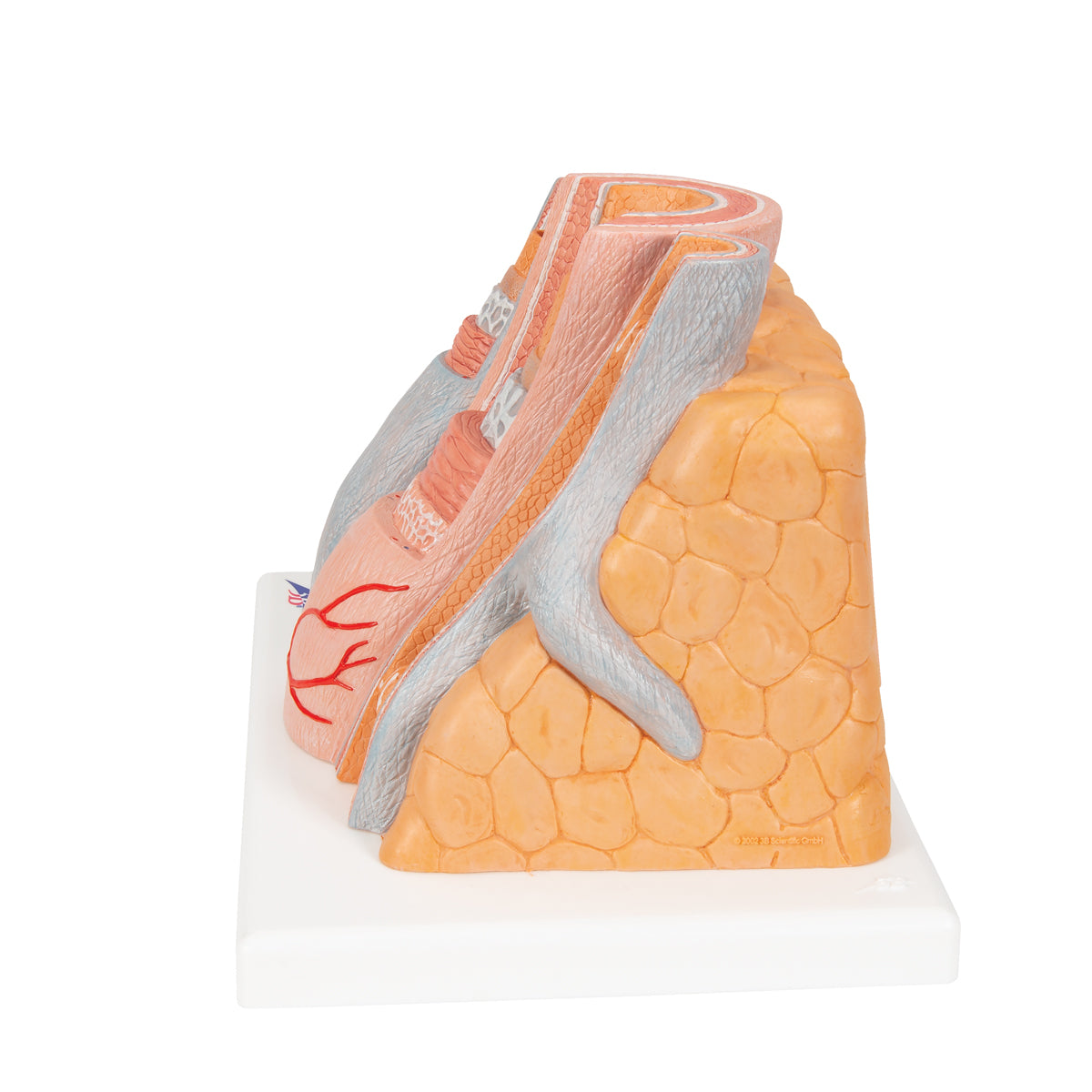 3B MICROanatomy Artery & Vein Model, 14 times Enlarged - 3B Scientific G42, view 5
