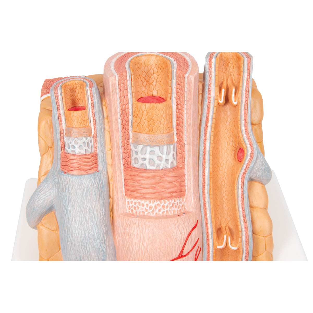 3B MICROanatomy Artery & Vein Model, 14 times Enlarged - 3B Scientific G42, view 7