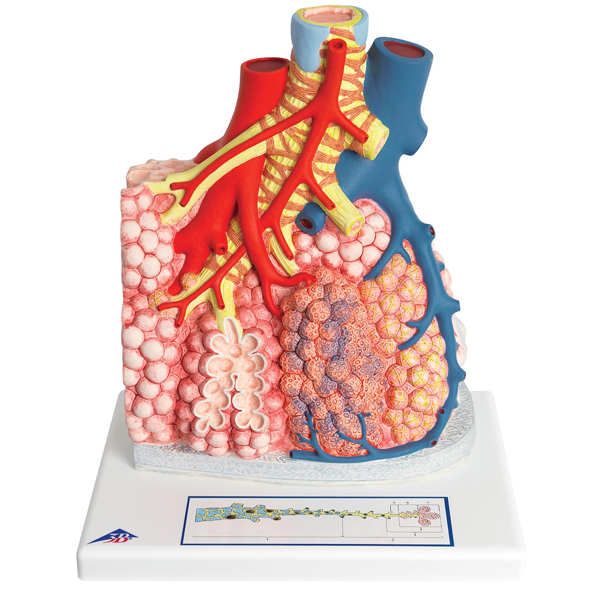 Model of Pulmonary Lobule with Surrounding Blood Vessels, 130 times Magnified - 3B Scientific G60, view 6