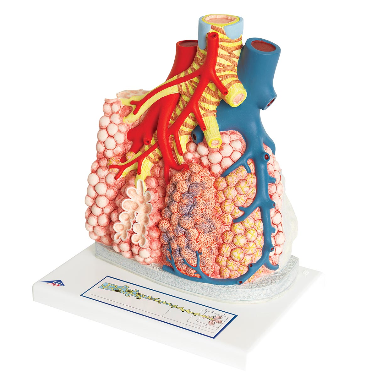 Model of Pulmonary Lobule with Surrounding Blood Vessels, 130 times Magnified - 3B Scientific G60, view 8