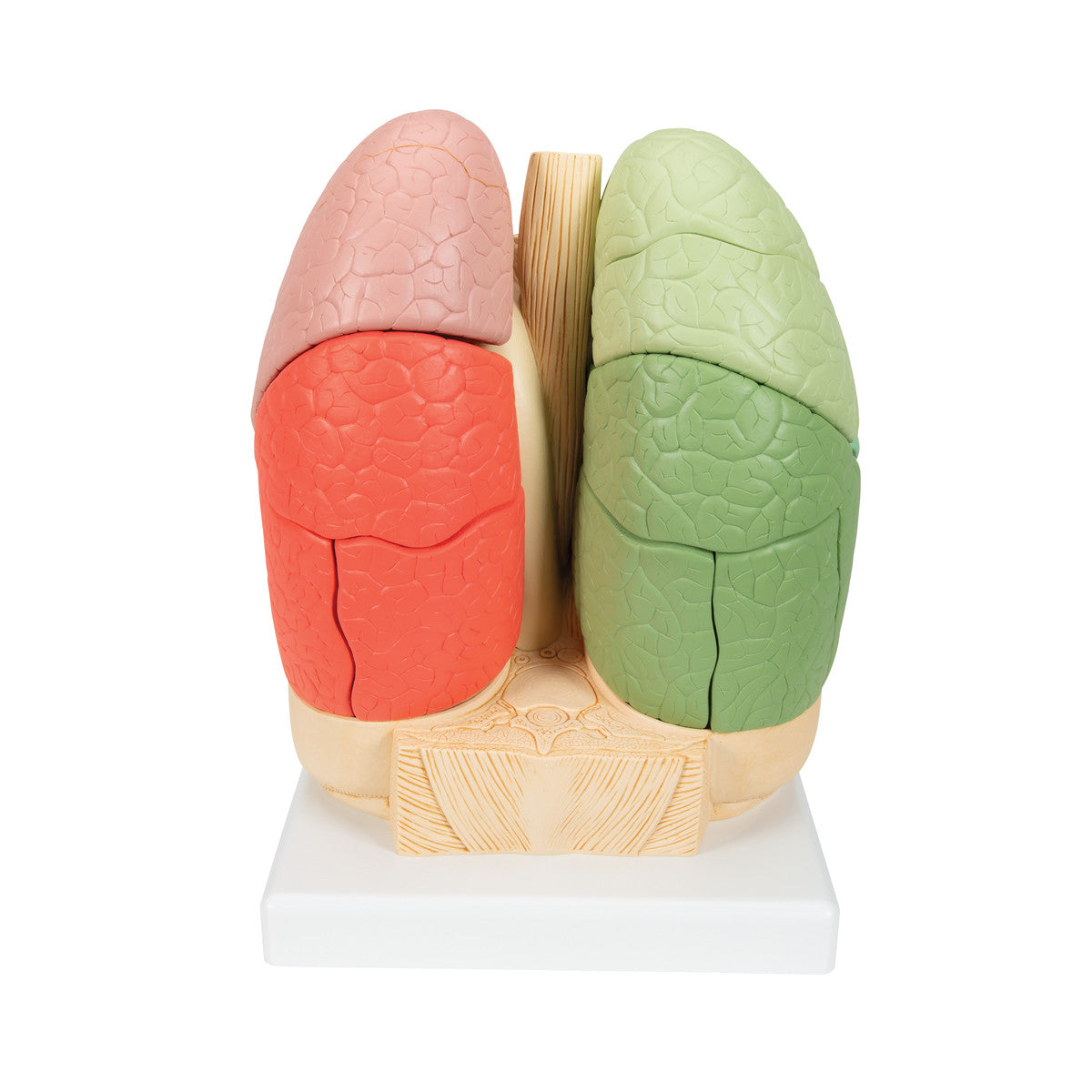 Segmented Lung Model - anterior