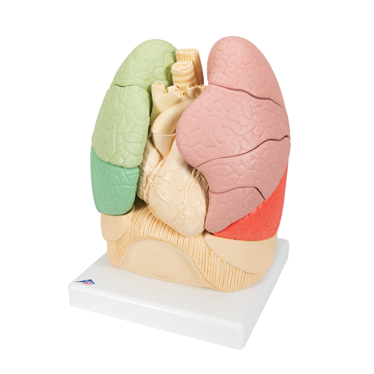 Segmented Lung Model - 3B Scientific G70, view 11