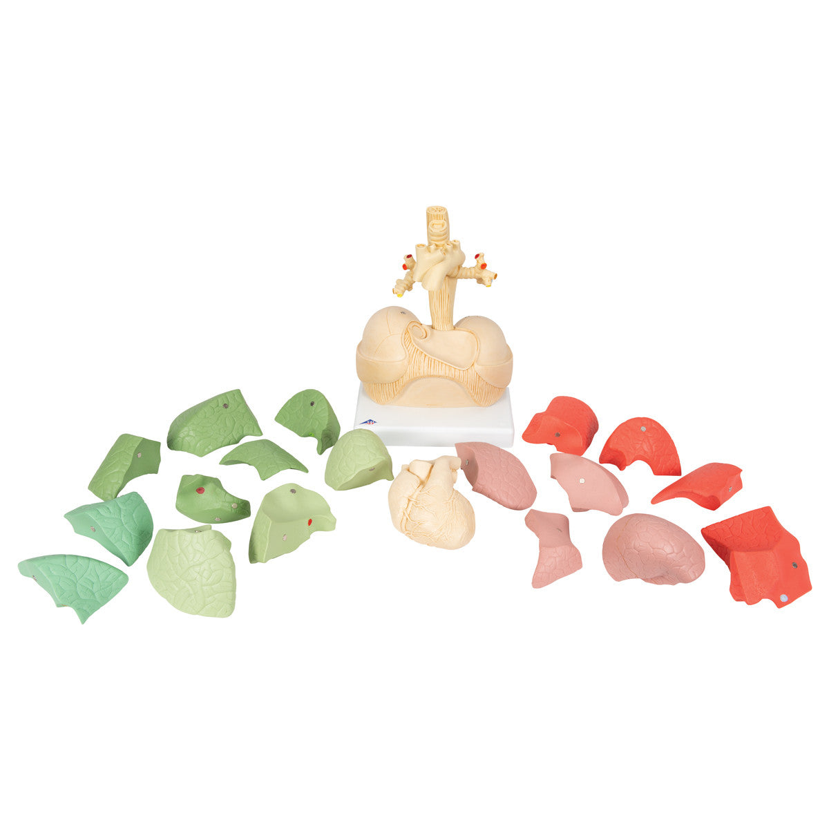 Segmented Lung Model - disassembled