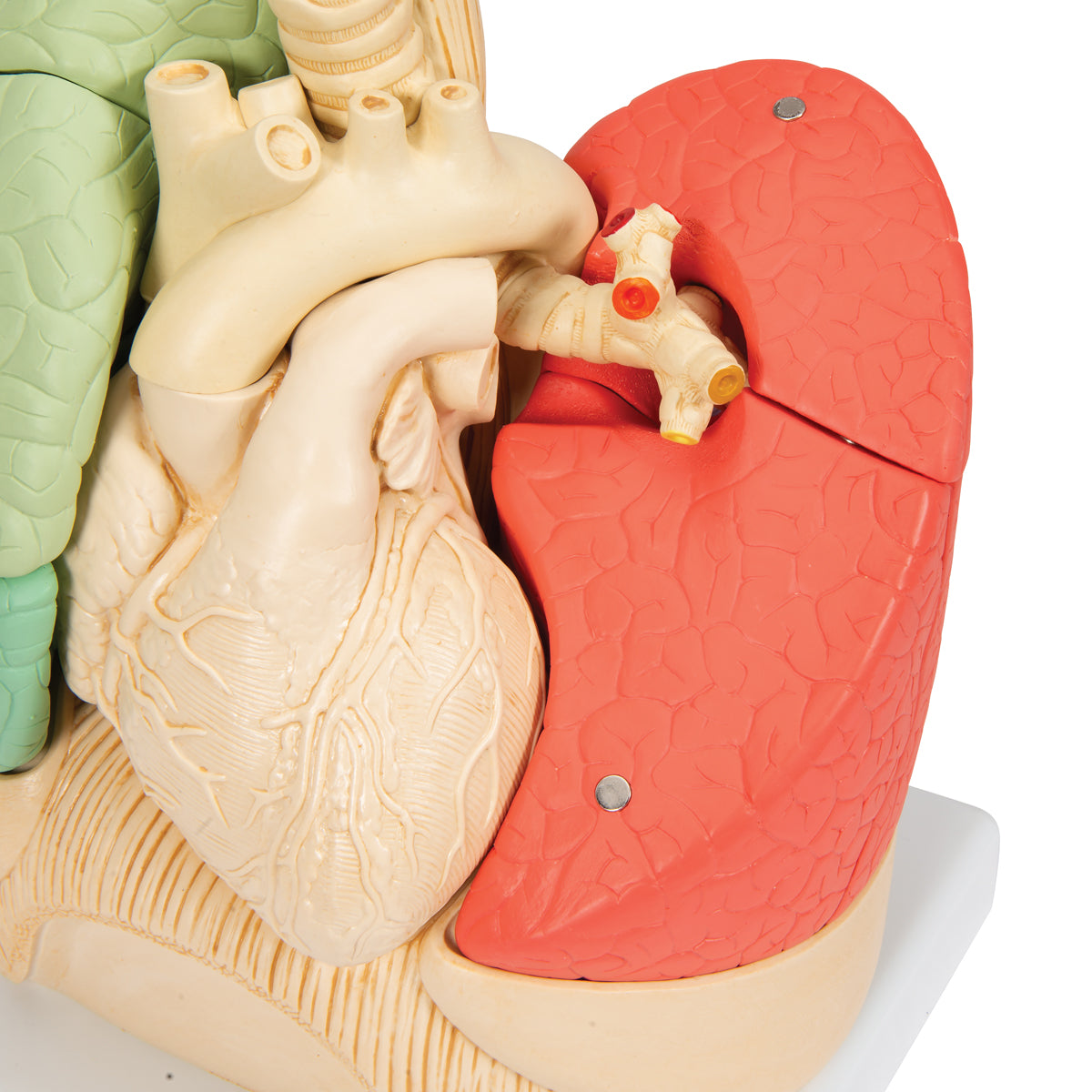 Segmented Lung Model - 3B Scientific G70, view 13