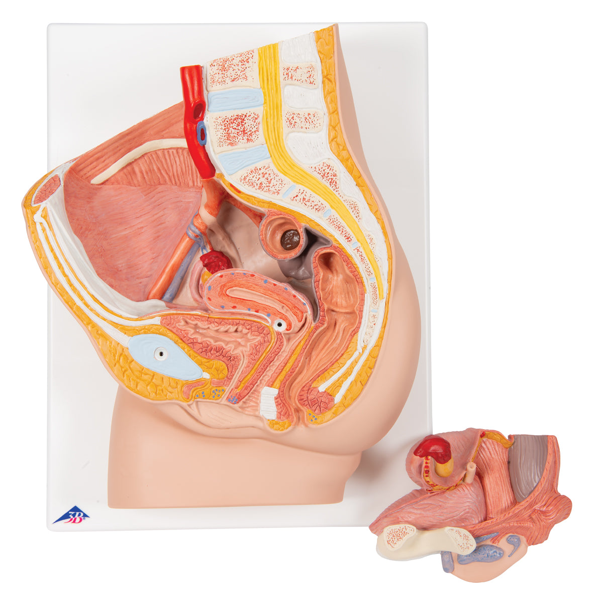 Female Pelvis Model in Median Section, 2 part - 3B Scientific H10, view 2