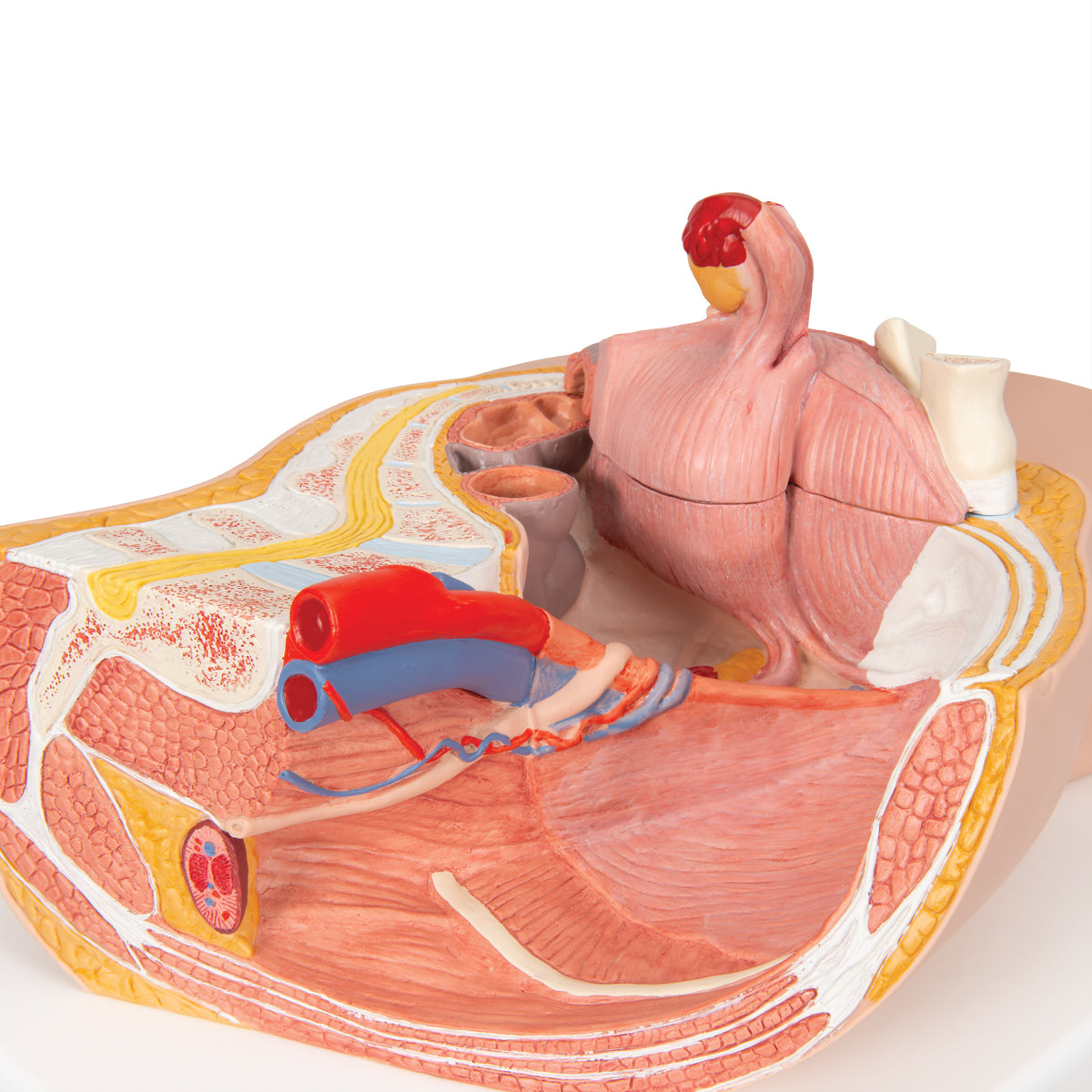 Female Pelvis Model in Median Section, 2 part - 3B Scientific H10, view 6