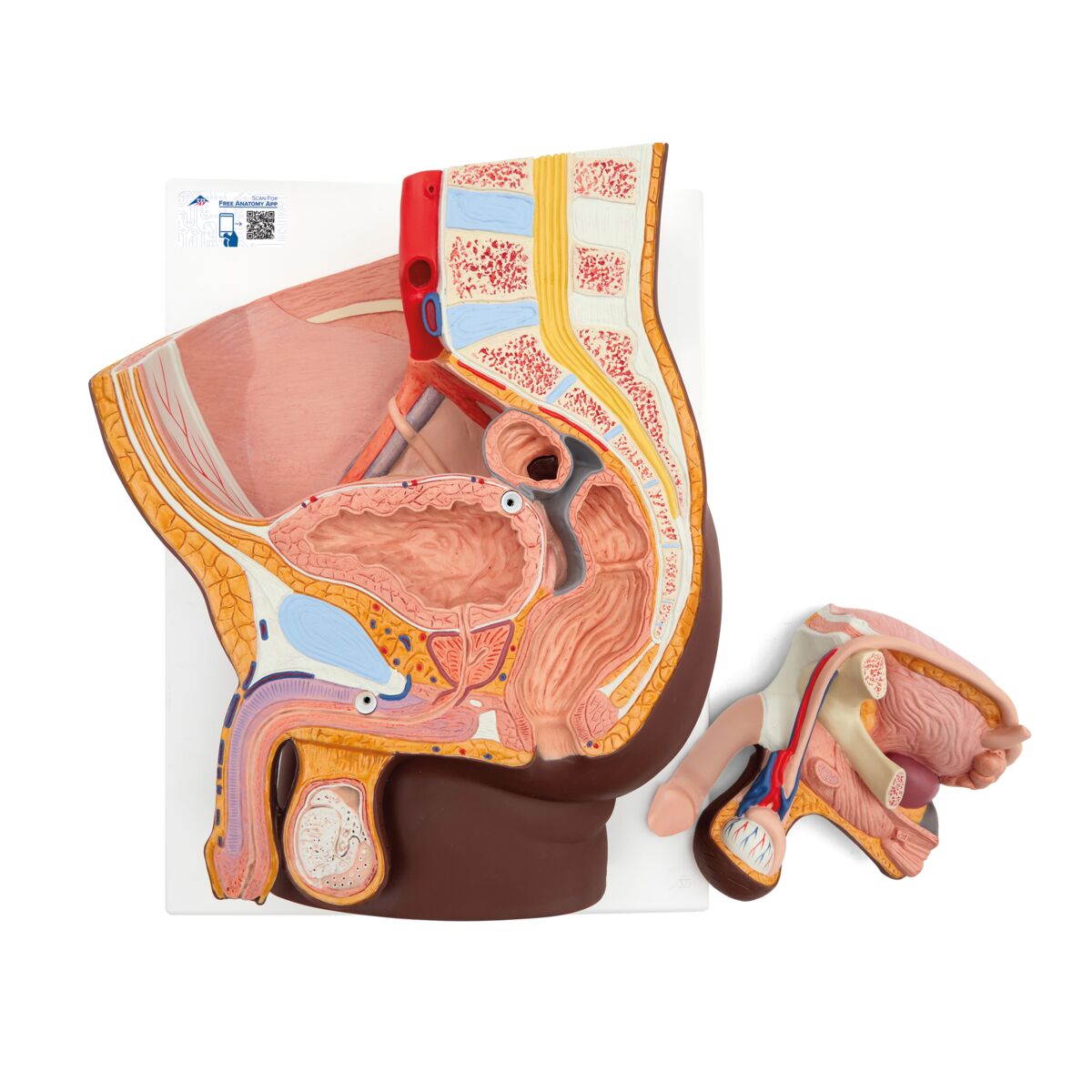 Male Pelvis Model in Median Section, 2 part, dark skin