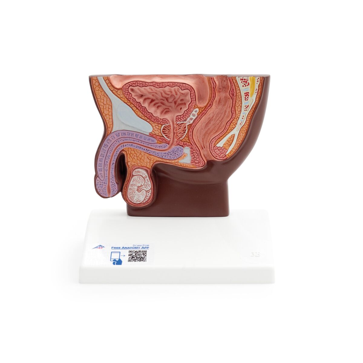 Male Pelvis Model in Median Section, 1/2 Life-Size, dark skin