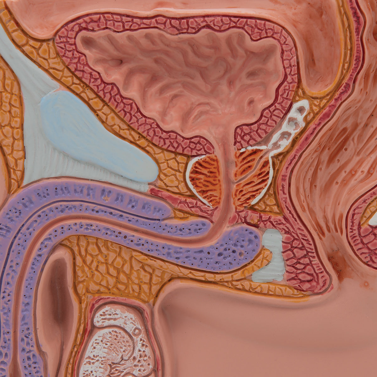Male Pelvis Model in Median Section, 1/2 Life-Size