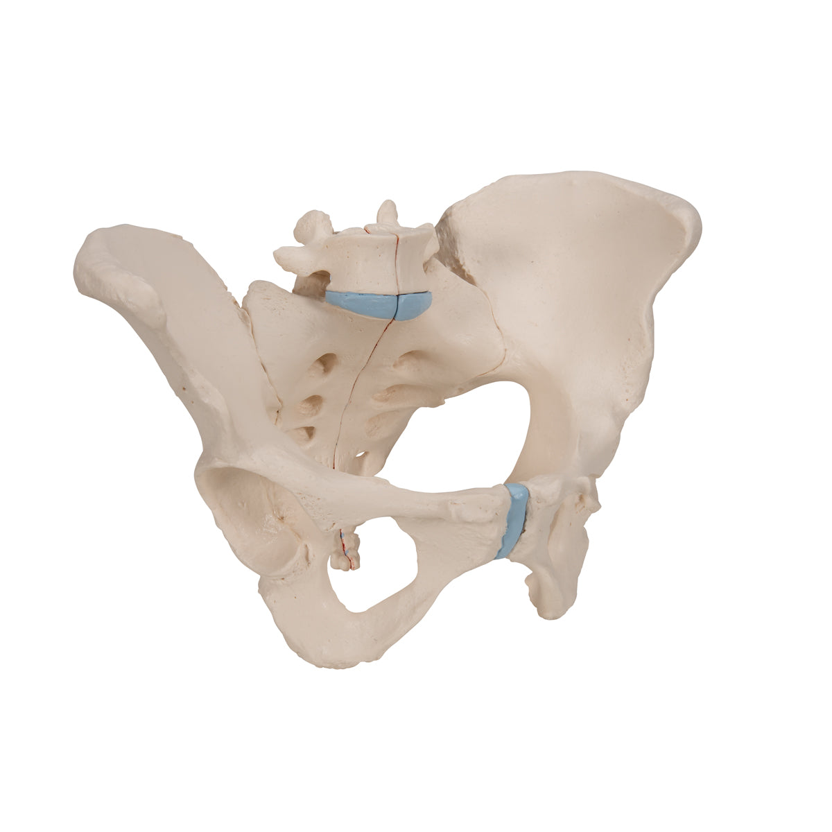 Female Pelvis Skeleton Model, 3 part