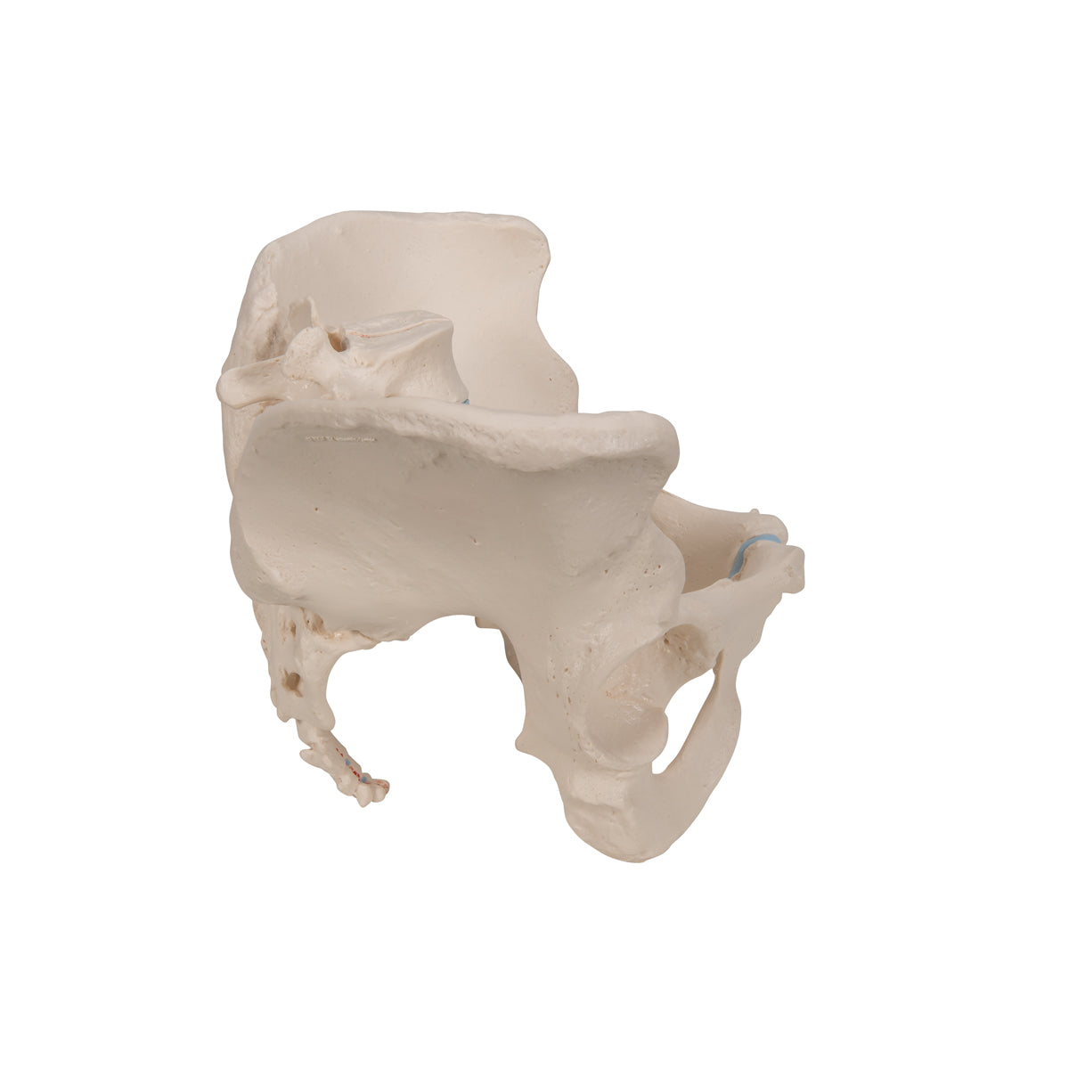 Female Pelvis Skeleton Model, 3 part