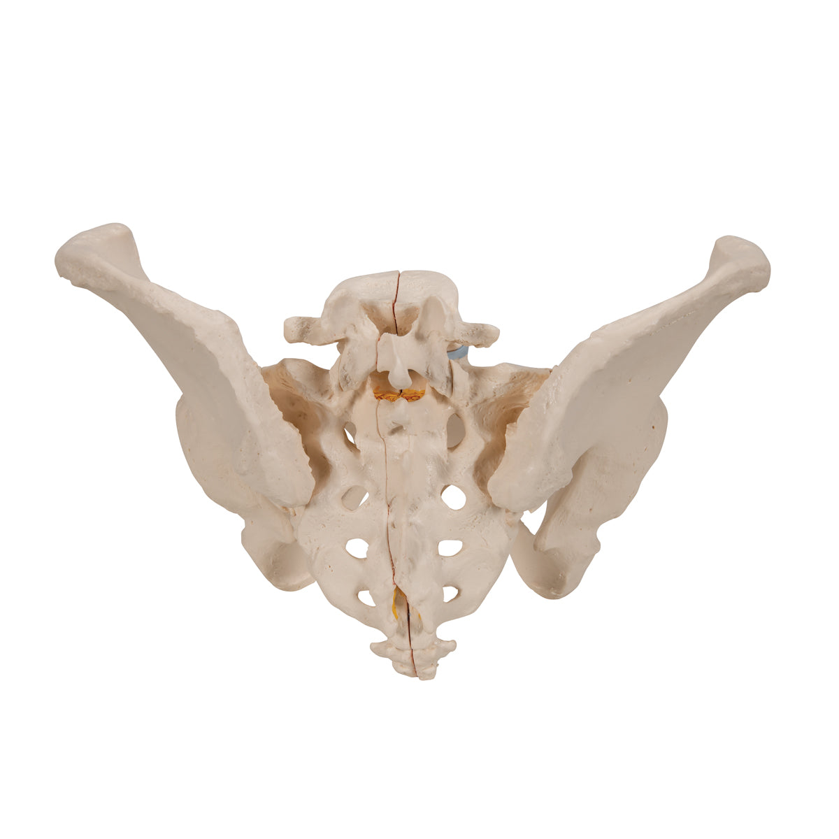 Female Pelvis Skeleton Model, 3 part