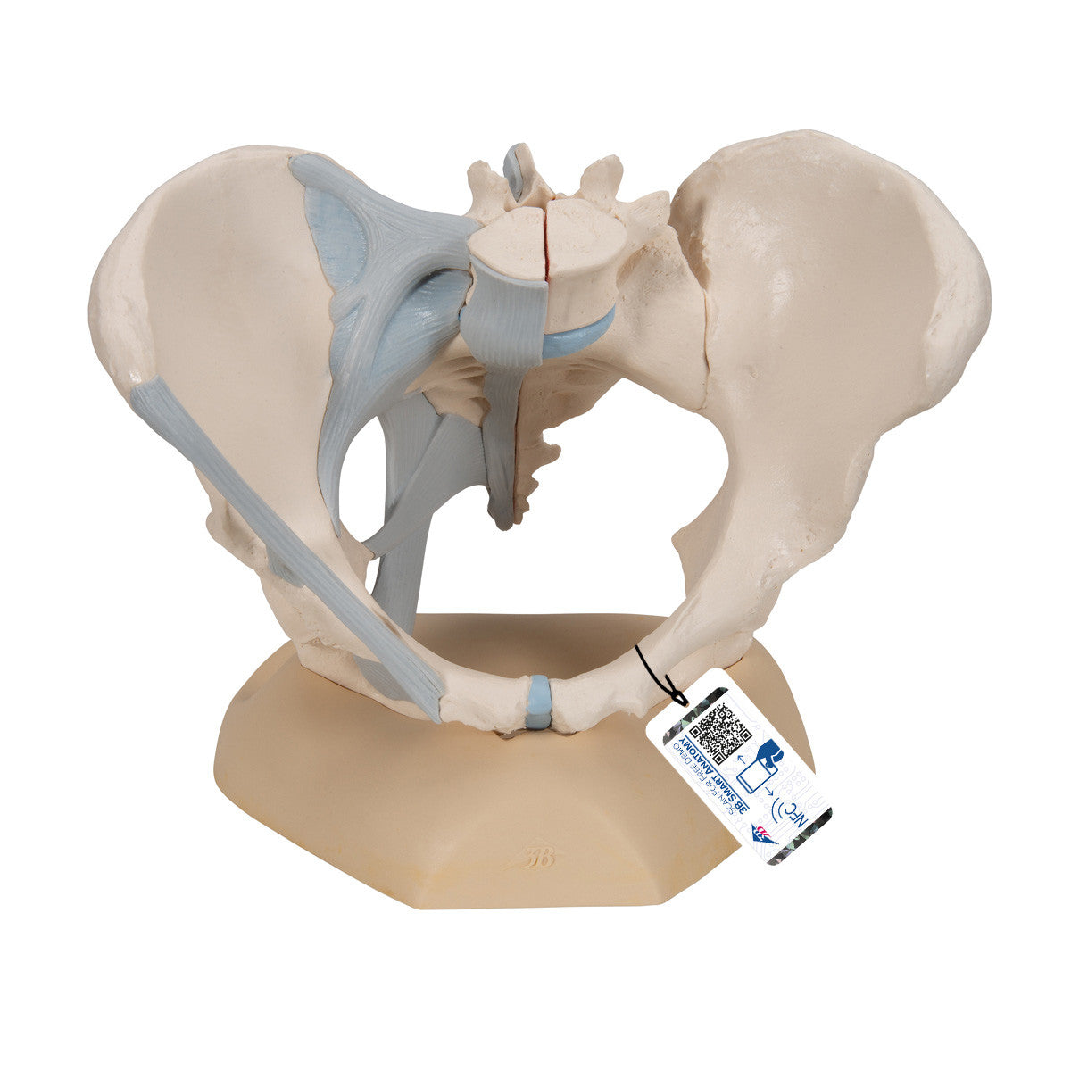 Female Pelvis Skeleton Model with Ligaments, 3 part