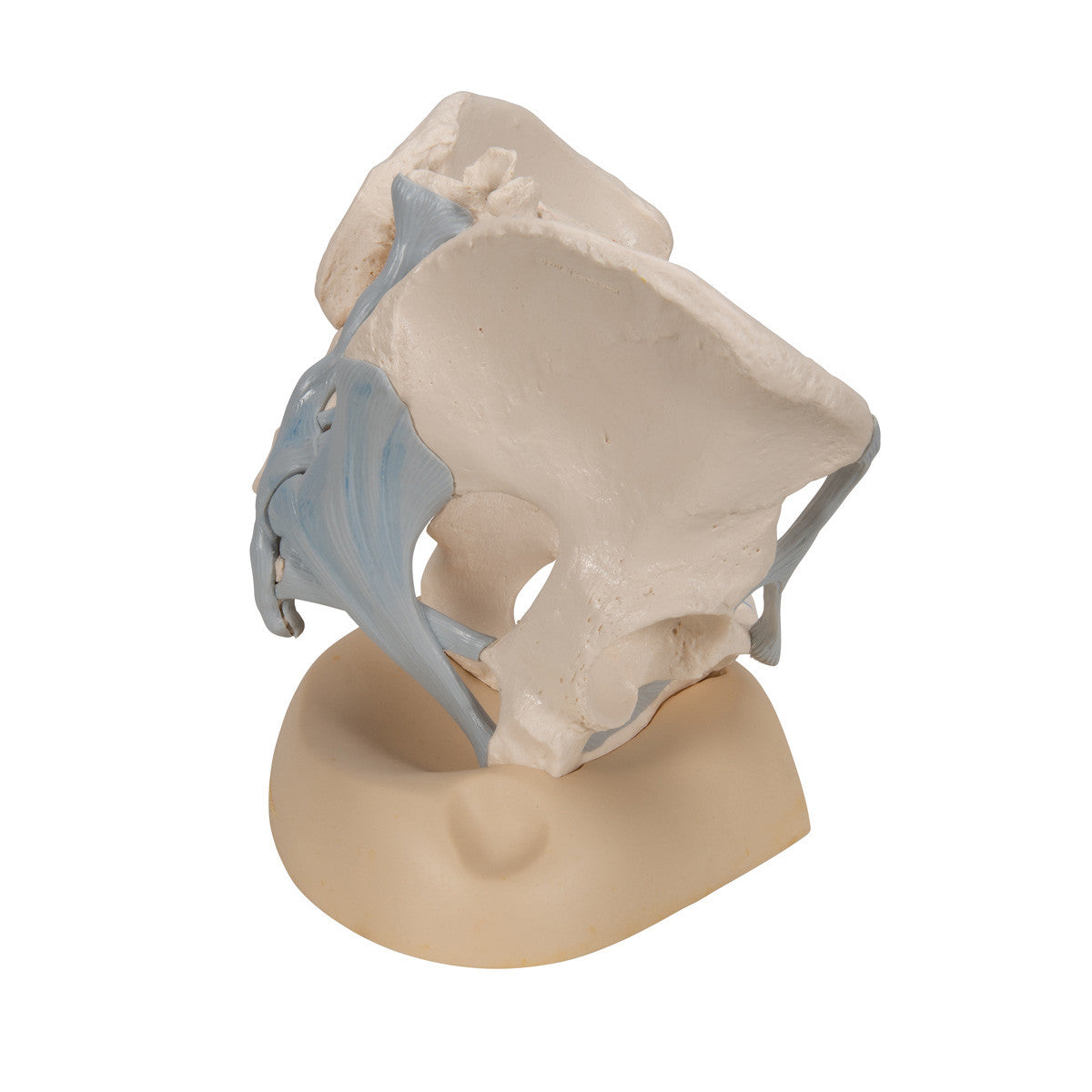 Female Pelvis Skeleton Model with Ligaments, 3 part
