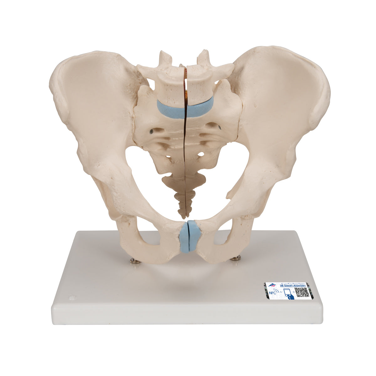 Male Pelvis Skeleton Model, 3 part