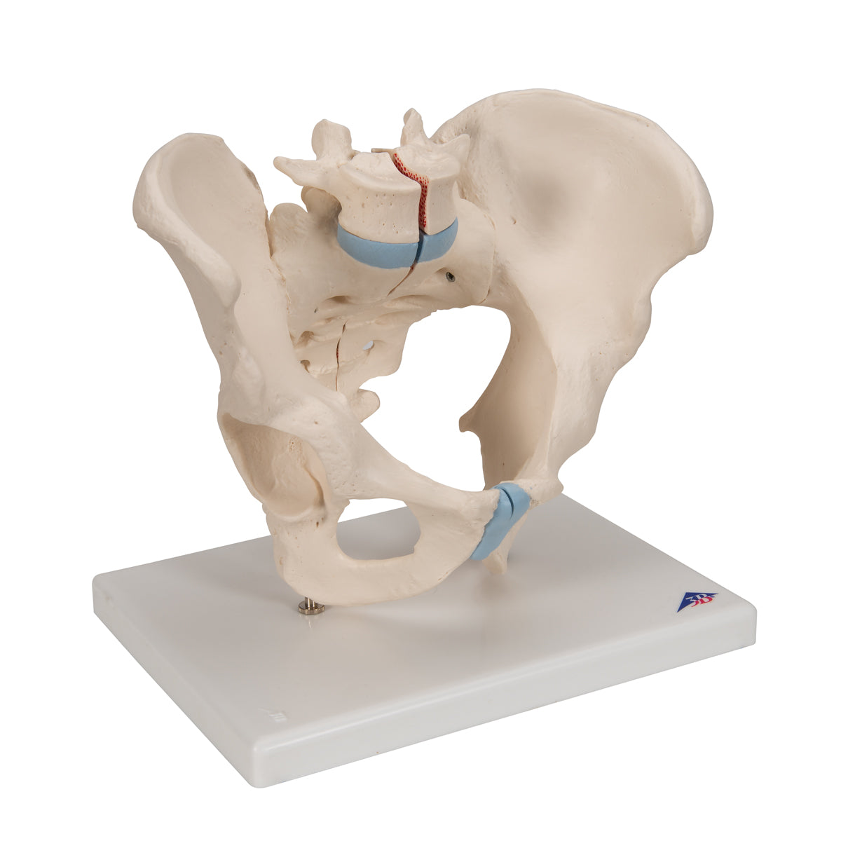 Male Pelvis Skeleton Model, 3 part