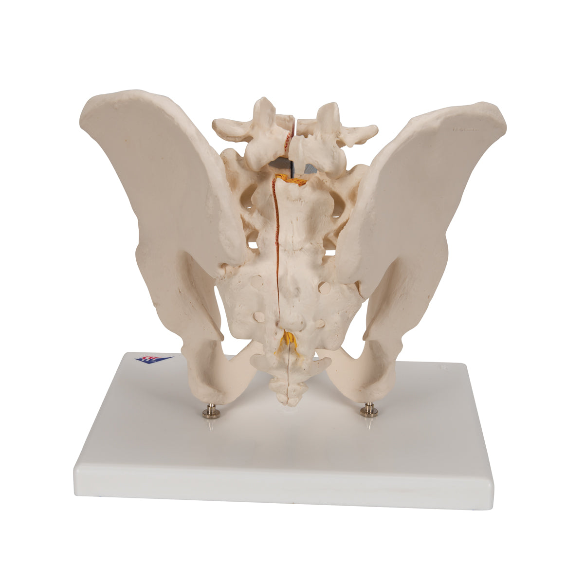 Male Pelvis Skeleton Model, 3 part
