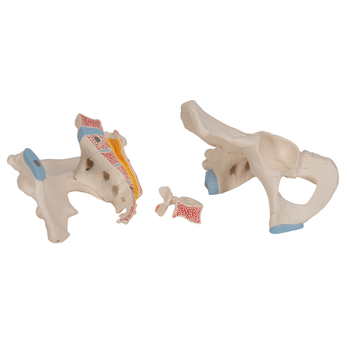 Male Pelvis Skeleton Model, 3 part