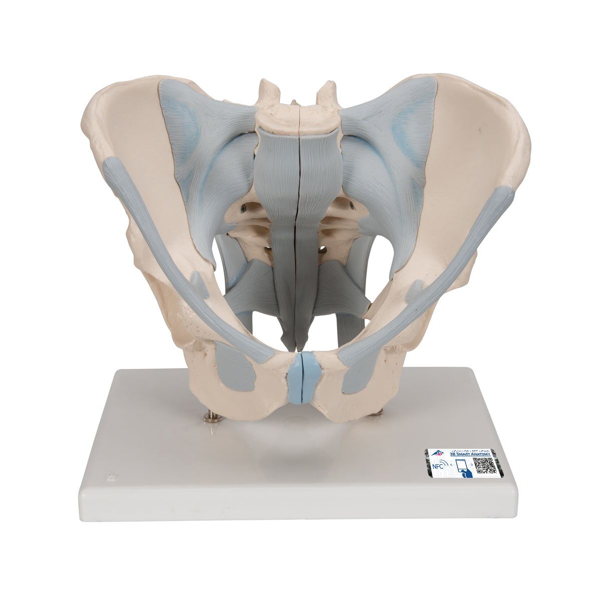 Human Male Pelvis Skeleton Model with Ligaments, 2 part