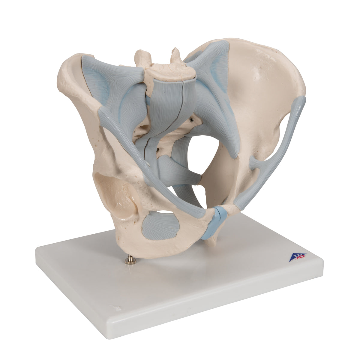 Human Male Pelvis Skeleton Model with Ligaments, 2 part