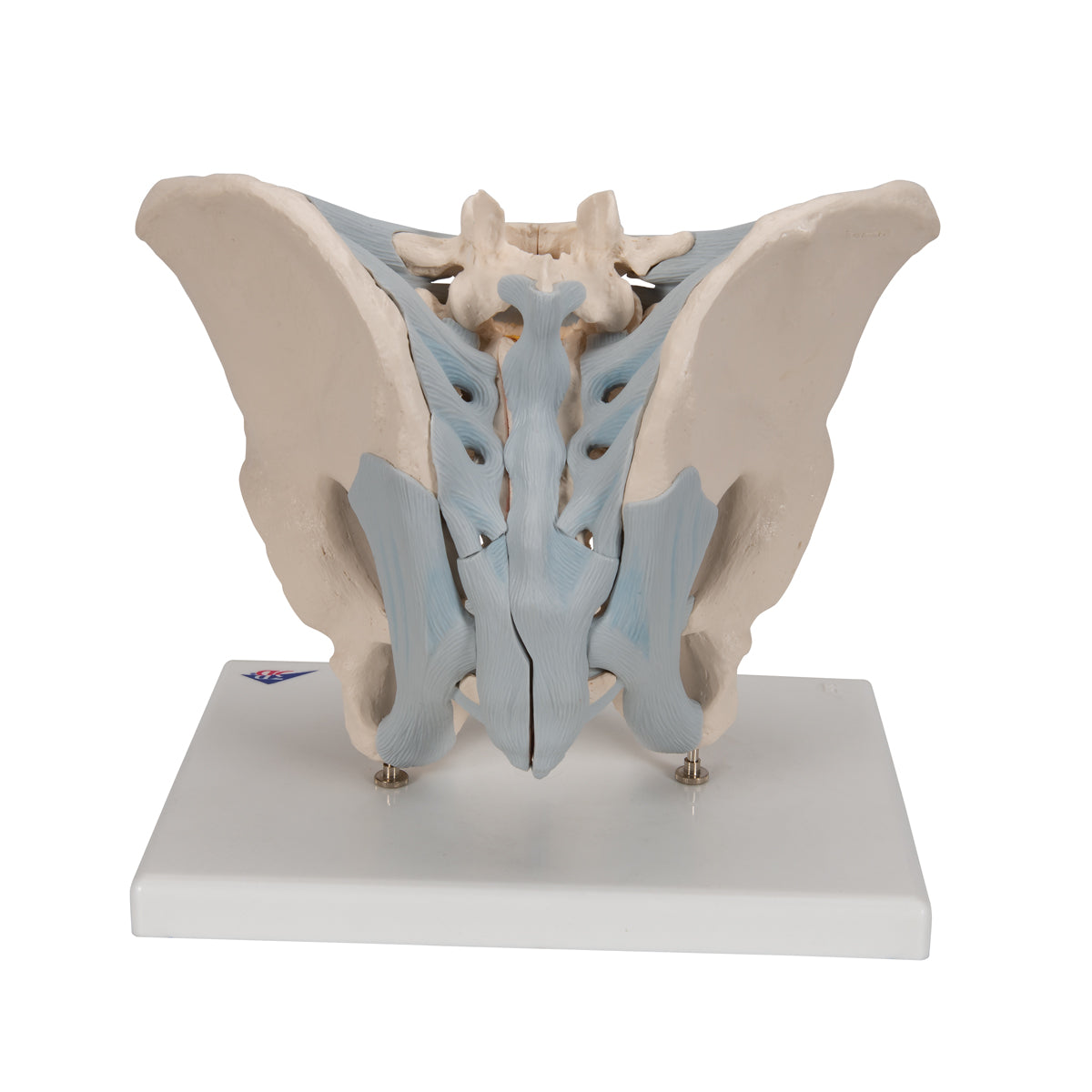 Human Male Pelvis Skeleton Model with Ligaments, 2 part