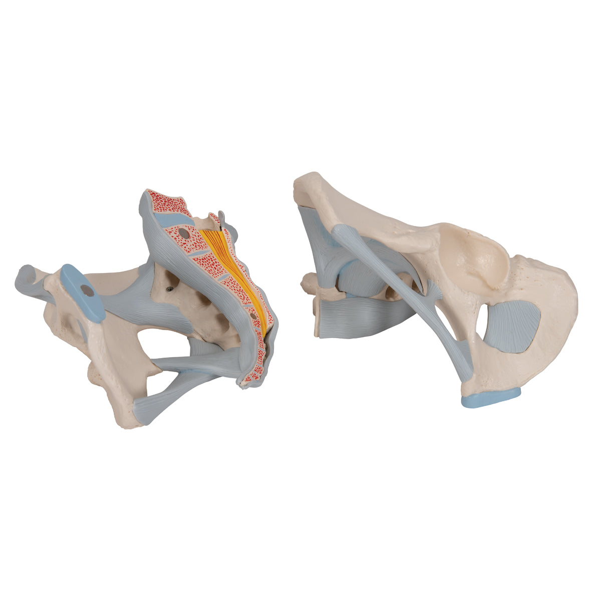 Human Male Pelvis Skeleton Model with Ligaments, 2 part