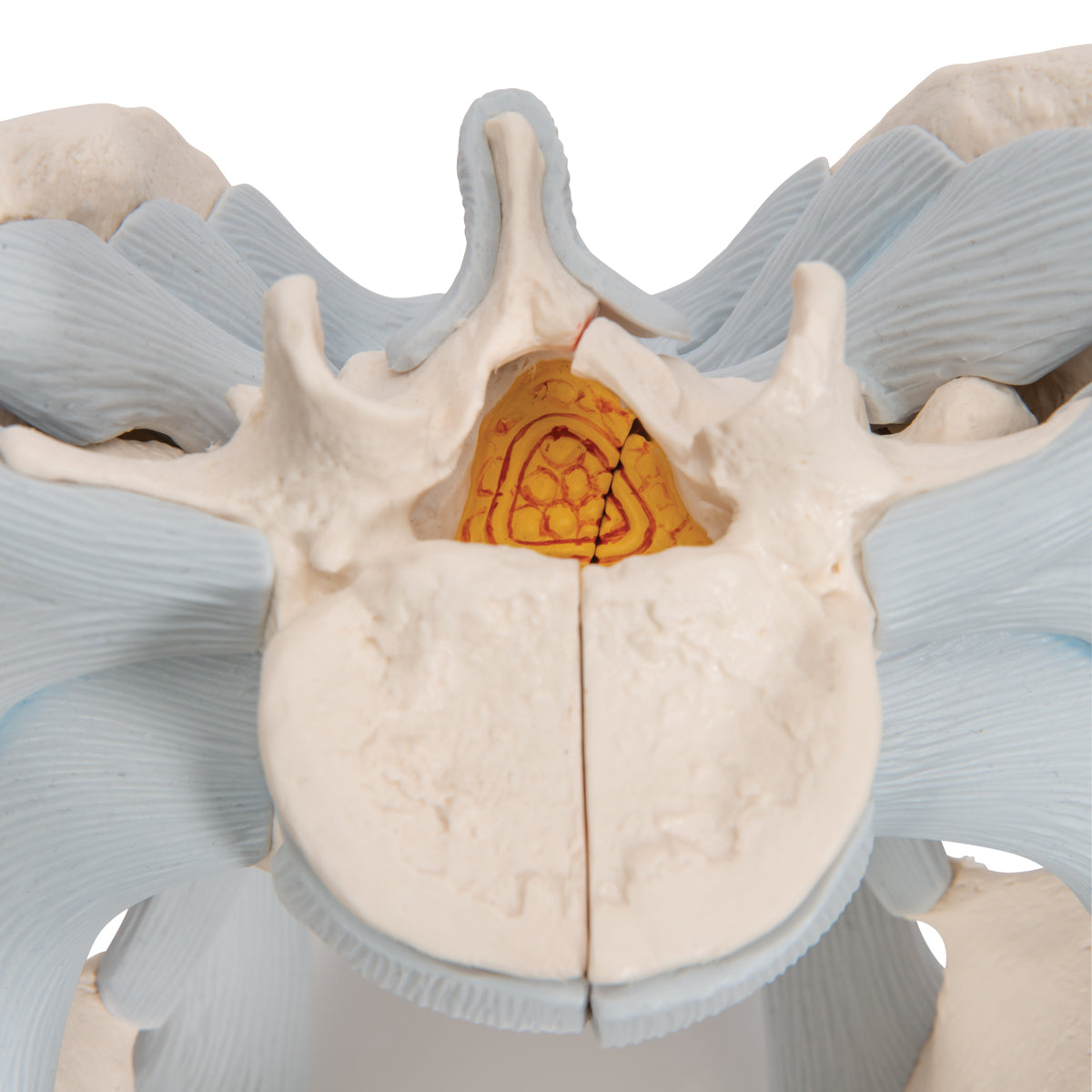 Human Male Pelvis Skeleton Model with Ligaments, 2 part