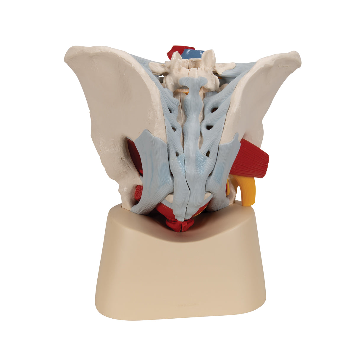 Male Pelvis Skeleton Model with Ligaments, Vessels, Nerves, Pelvic Floor Muscles & Organs, 7 part
