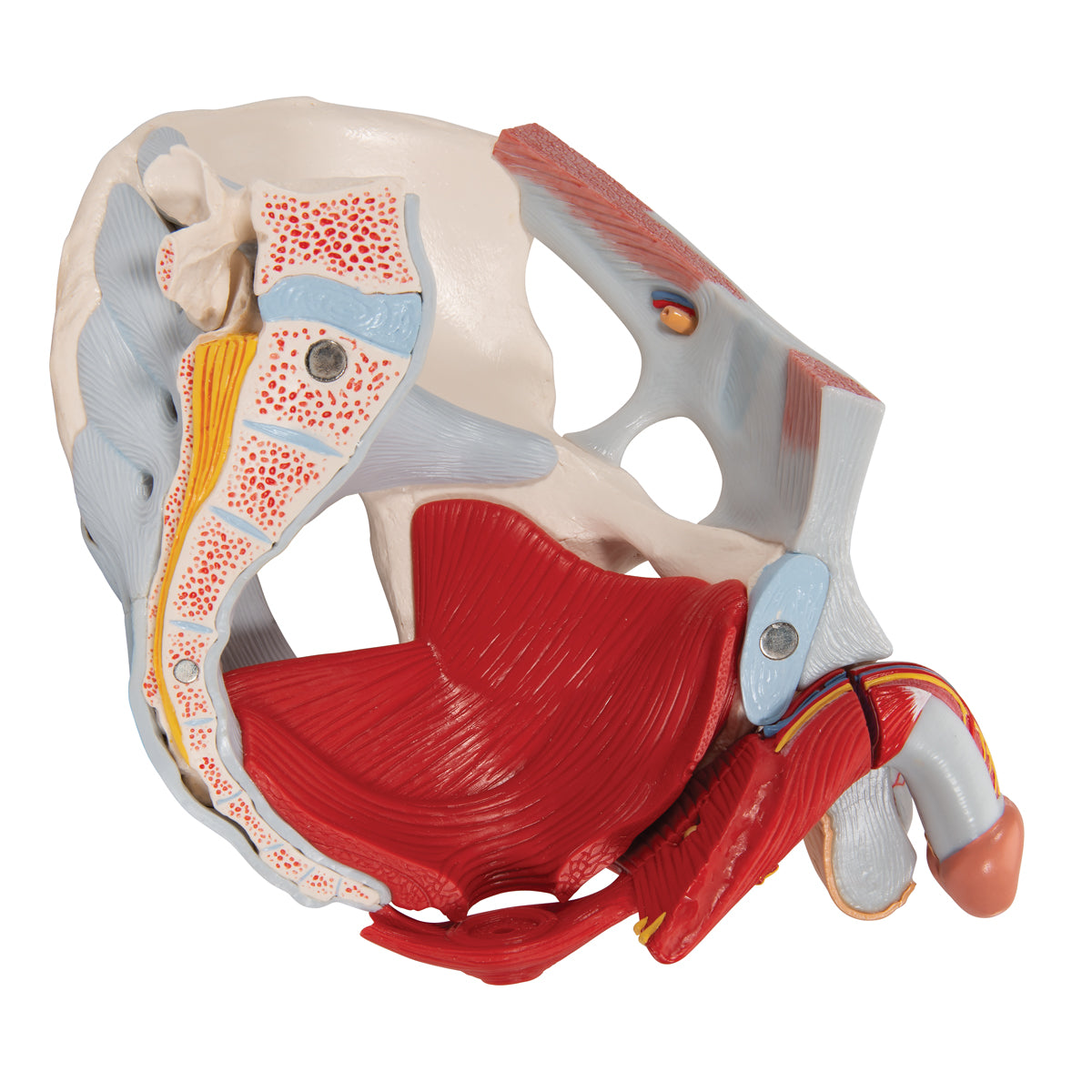 Male Pelvis Skeleton Model with Ligaments, Vessels, Nerves, Pelvic Floor Muscles & Organs, 7 part