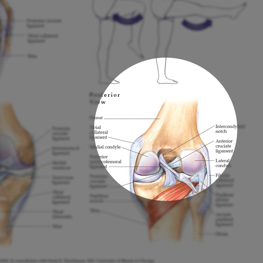 Hip & Knee - highlight