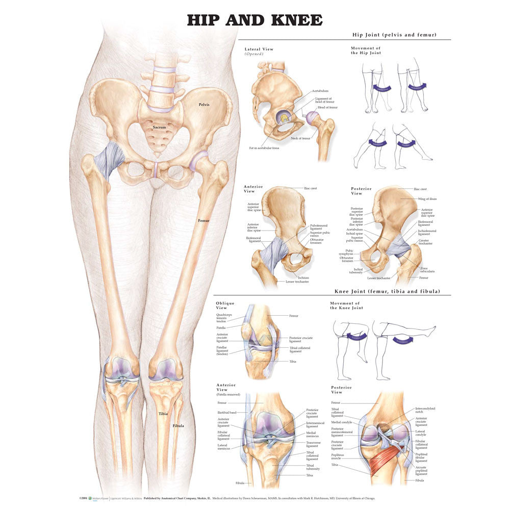 Hip & Knee
