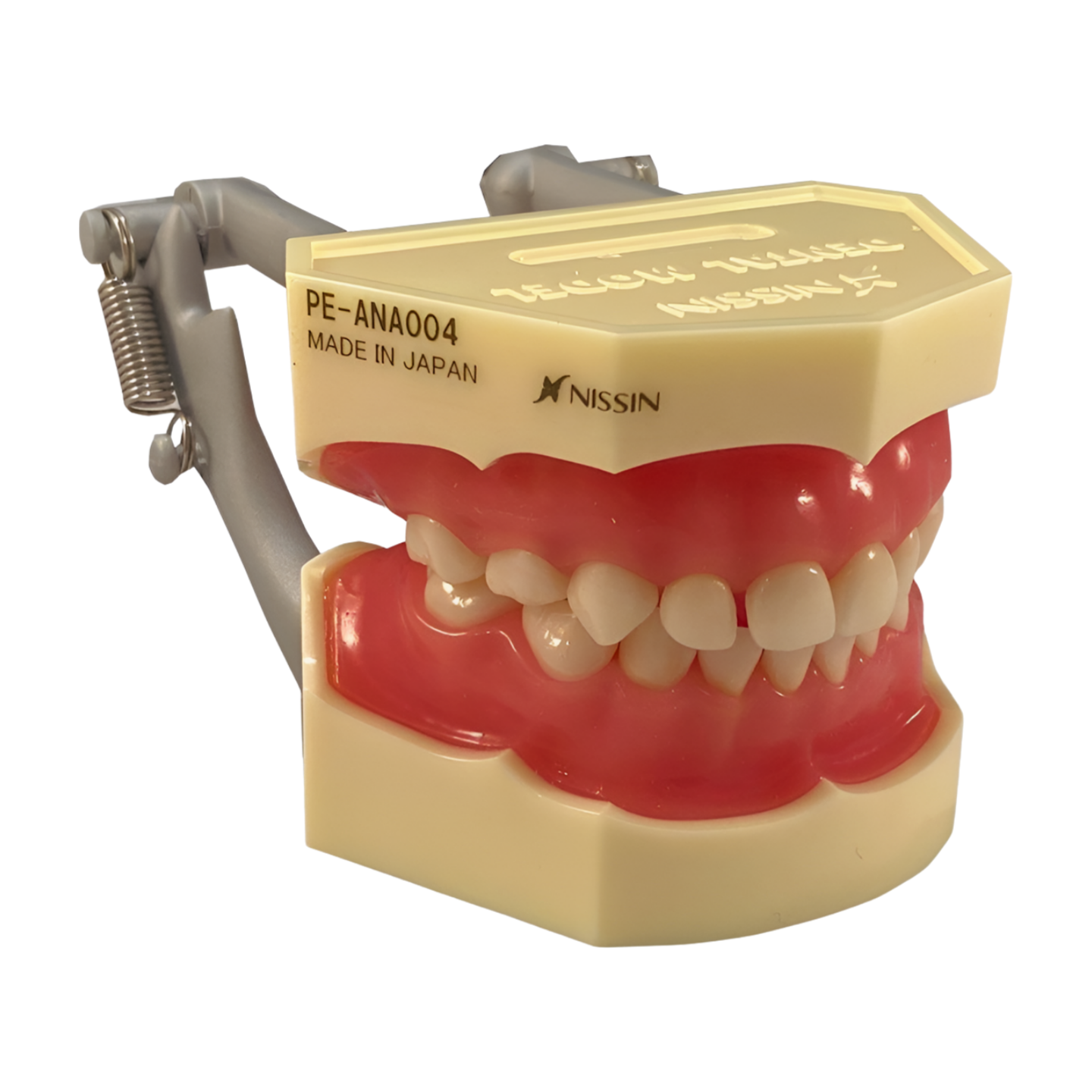 I3D-400D Primary dentition model with anatomically rooted teeth