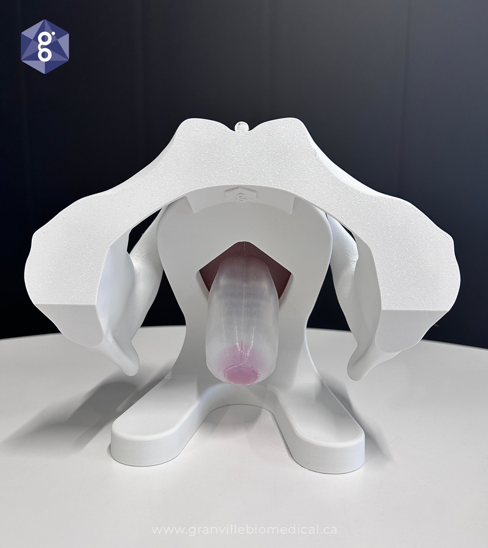 Iris model, back view with stand and pelvis
